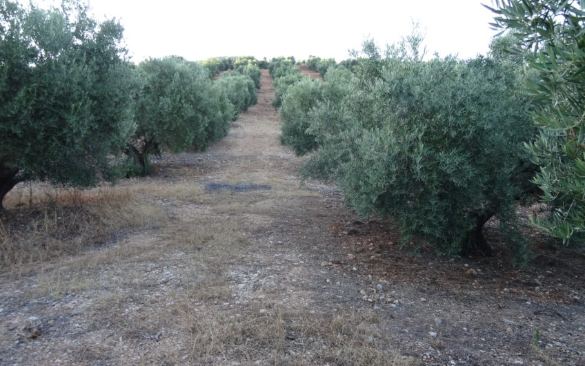 1200 OLIVOS SECANO
