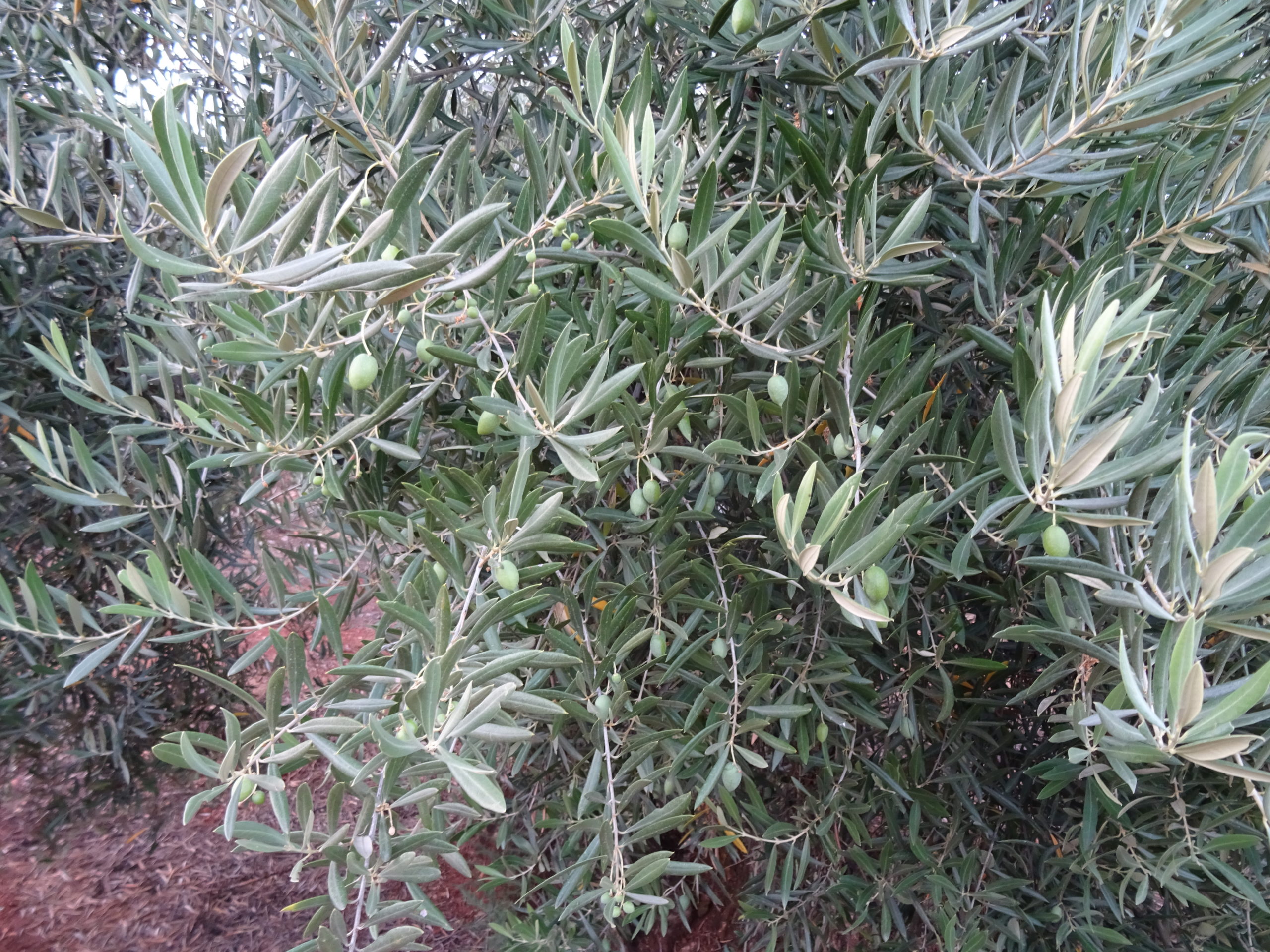 315 OLIVOS SECANO