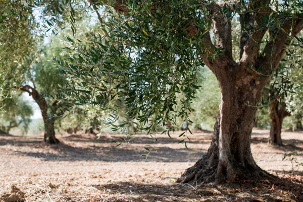 OLIVAR EN CORTIJOS NUEVOS